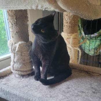 Domestic Short Hair Cats Available for Adoption in Portage, Michigan - Tilltee | PetCurious