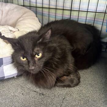 Violet -  Domestic Long Hair Cat for Adoption in Monroe, Michigan - Violet | PetCurious