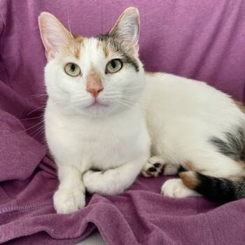 Rescue American Shorthair Cats for Adoption in Rochester, Minnesota - Poppy | PetCurious