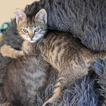 Kansas -  Domestic Short Hair Cat for Adoption in Driggs, Idaho - Kansas | PetCurious
