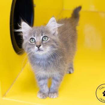 Marie -  Domestic Long Hair Cat for Adoption in Abilene, Texas - Marie | PetCurious