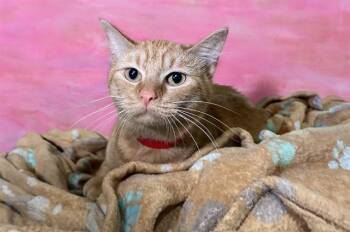 Domestic Short Hair Cats Available for Adoption in Fort Lauderdale, Florida - ROSIE | PetCurious