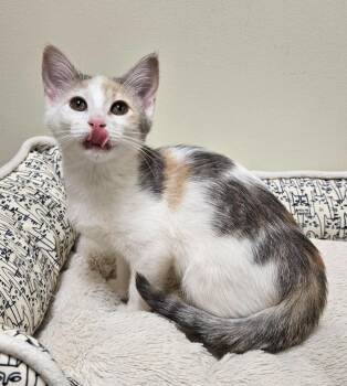 Mary Kate -  Domestic Short Hair Cat for Adoption in Fremont, Ohio - Mary Kate | PetCurious