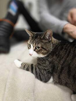 Domestic Short Hair Cats Available for Adoption - Hermione | PetCurious