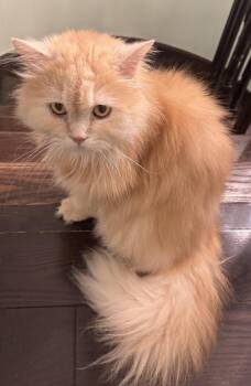 Persian and Norwegian Forest Cat Cats Available for Adoption in Brampton, Ontario - Croissant | PetCurious