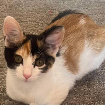 Mango Hyatt -  Domestic Short Hair Cat for Adoption in Eagle Mountain, Utah - Mango Hyatt | PetCurious