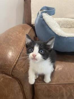 Combat Care Bear -  Domestic Short Hair Cat for Adoption in Atlanta, Georgia - Combat Care Bear | PetCurious