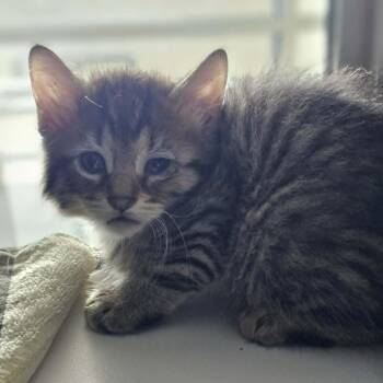 Taki -  Domestic Medium Hair Cat for Adoption in Colorado Springs, Colorado - Taki | PetCurious