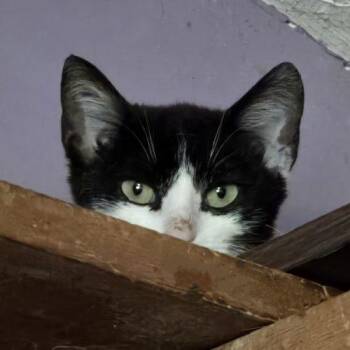Shawnee -  Tuxedo and Domestic Short Hair Cat Available for Adoption in Knoxville, Tennessee - Shawnee | PetCurious