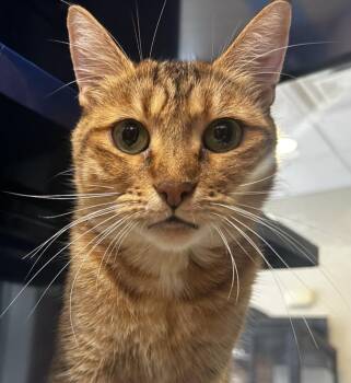 Pixie -  Domestic Short Hair Cat for Adoption in Little Elm, Texas - Pixie | PetCurious