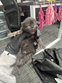 Relish -  Domestic Short Hair Cat for Adoption in West Chester, Pennsylvania - Relish | PetCurious