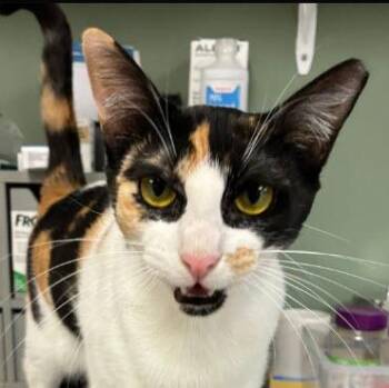 Serena Reyes -  Domestic Short Hair Cat Available for Adoption in Hudson, Massachusetts - Serena Reyes | PetCurious