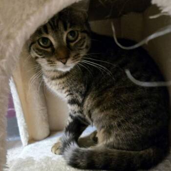 Domestic Short Hair Cats Available for Adoption in Branson, Missouri - Juliet | PetCurious