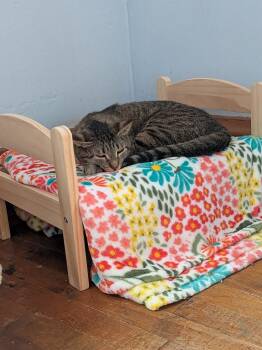 Domestic Short Hair Cats Available for Adoption in Minneapolis, Minnesota - Lizzie / Flynt / Fern | PetCurious