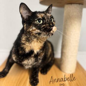 Anabelle -  Domestic Short Hair Cat for Adoption in Brownsboro, Alabama - Anabelle | PetCurious
