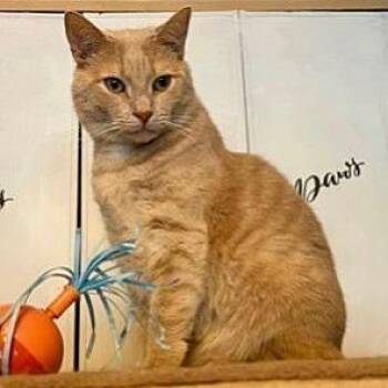 Rikkola -  Domestic Short Hair Cat for Adoption in Greensburg, Pennsylvania - Rikkola | PetCurious