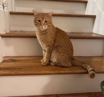 Rescue Domestic Short Hair Cats for Adoption in Hendersonville, Tennessee - Maurice - Shy & Loving | PetCurious