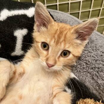 Spidey -  Domestic Medium Hair Cat for Adoption in Ferndale, Michigan - Spidey | PetCurious