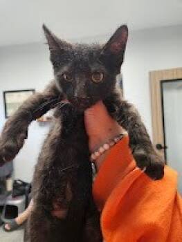 Rescue Domestic Short Hair Cats for Adoption in Republic, Missouri - Zoro | PetCurious