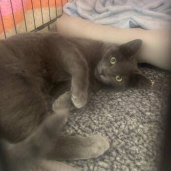 Domestic Short Hair Cats Available for Adoption - Enchilada | PetCurious