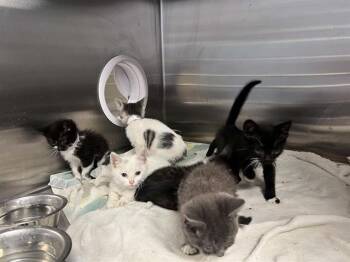 KRISTEN -  Domestic Short Hair Cat for Adoption in Tustin, California - KRISTEN | PetCurious
