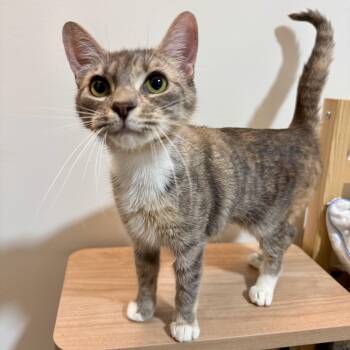 Domestic Short Hair Cats Available for Adoption in Richmond, Virginia - Sugarfoot | PetCurious