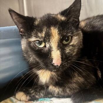 Junie 44C26 -  Domestic Short Hair Cat for Adoption in Napoleon, Ohio - Junie 44C26 | PetCurious