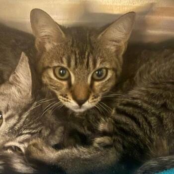 Timmy -  Domestic Short Hair Cat for Adoption in Las Vegas, Nevada - Timmy | PetCurious