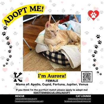 Aurora -  Domestic Short Hair Cat for Adoption in OSBORNVILLE, New Jersey - Aurora | PetCurious