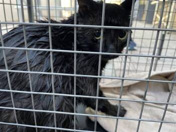 Domestic Short Hair Cats Available for Adoption - A134565 | PetCurious