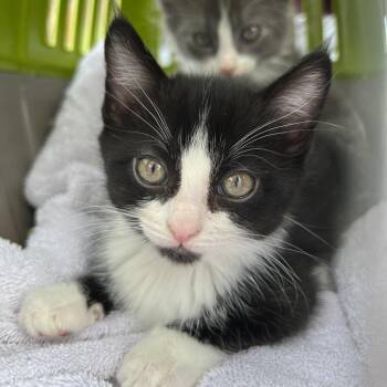 Domestic Short Hair Cats Available for Adoption in Morgan Hill, California - Jelly Bean | PetCurious