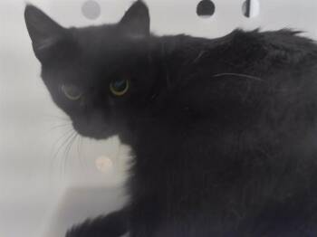 RAINY DAZE -  Domestic Short Hair Cat for Adoption in Omaha, Nebraska - RAINY DAZE | PetCurious