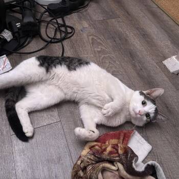 BRONTË - LOVEBUG -  Domestic Short Hair Cat for Adoption in New York, New York - BRONTË - LOVEBUG | PetCurious