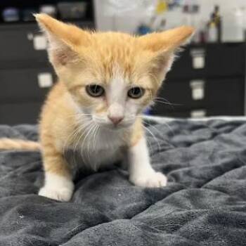 Tundra-C -  Domestic Short Hair Cat for Adoption in East St. Louis, Illinois - Tundra-C | PetCurious