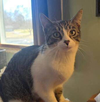 Domestic Short Hair Cats Available for Adoption - Reagan | PetCurious