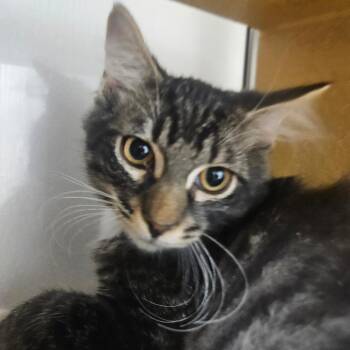 Corn NUt -  Domestic Short Hair Cat for Adoption in Grantsville, Utah - Corn NUt | PetCurious