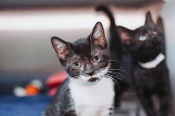 95428a Baby -  Domestic Short Hair Cat for Adoption in North Charleston, South Carolina - 95428a Baby | PetCurious