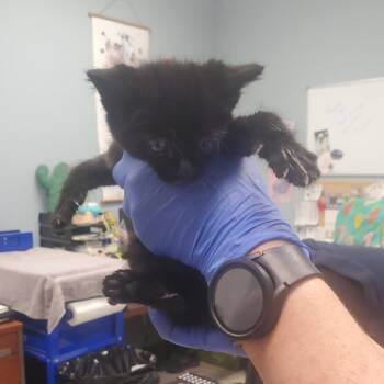 Royce -  Domestic Short Hair Cat for Adoption in Milton, Florida - Royce | PetCurious