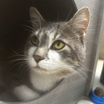 Rescue Tabby Cats for Adoption in Grand Rapids, Michigan - Elliott | PetCurious