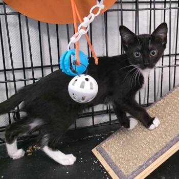 Nikita C26-191 -  Domestic Medium Hair Cat for Adoption in Lebanon, Tennessee - Nikita C26-191 | PetCurious