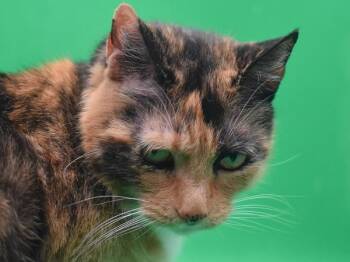 Domestic Short Hair Cats Available for Adoption in Portland, Oregon - Winnie | PetCurious