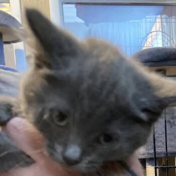 Domestic Medium Hair Cats Available for Adoption in Marion, Illinois - Fluffy | PetCurious