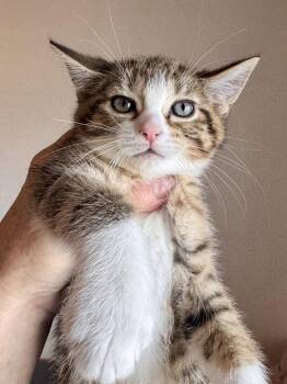 Lily & Lulu (*bonded pair) -  Domestic Short Hair Cat for Adoption in Wheaton, Illinois - Lily & Lulu (*bonded Pair) | PetCurious