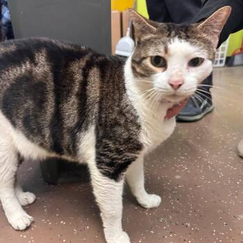 Domestic Short Hair Cats Available for Adoption in Belleville, Illinois - Kratos | PetCurious