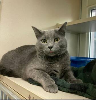 Smokey -  Domestic Short Hair Cat Available for Adoption in Ontario, Ohio - Smokey | PetCurious