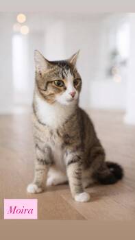 Domestic Short Hair Cats Available for Adoption - Moira | PetCurious