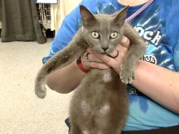Domestic Short Hair Cats Available for Adoption in Pasadena, Texas - A184353 | PetCurious
