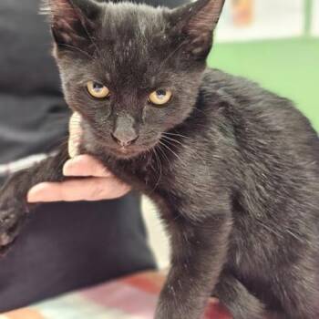 Kick Off -  Domestic Short Hair Cat for Adoption in Kansas City, Missouri - Kick Off | PetCurious