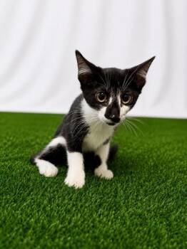 Beckham -  Domestic Short Hair Cat for Adoption in Covington, Louisiana - Beckham | PetCurious