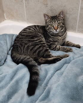 Rescue Domestic Short Hair Cats for Adoption in Herndon, Virginia - Cassandra (& Ophelia) Bonded | PetCurious